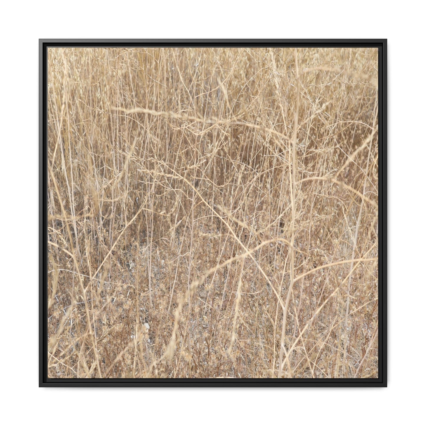 Golden Stalks - Unique Stretched Canvas Wall Art - Art By Earth