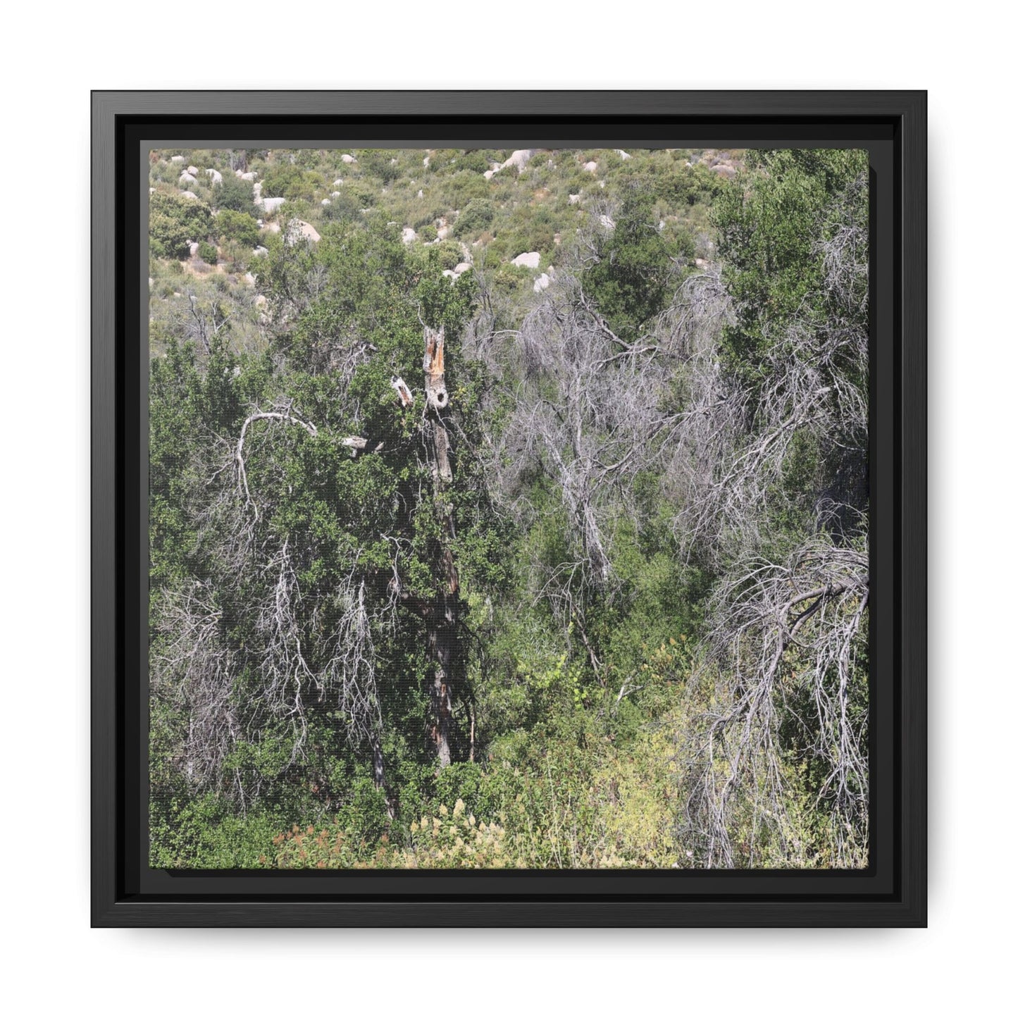 Forest Decline - Unique Stretched Canvas Wall Art