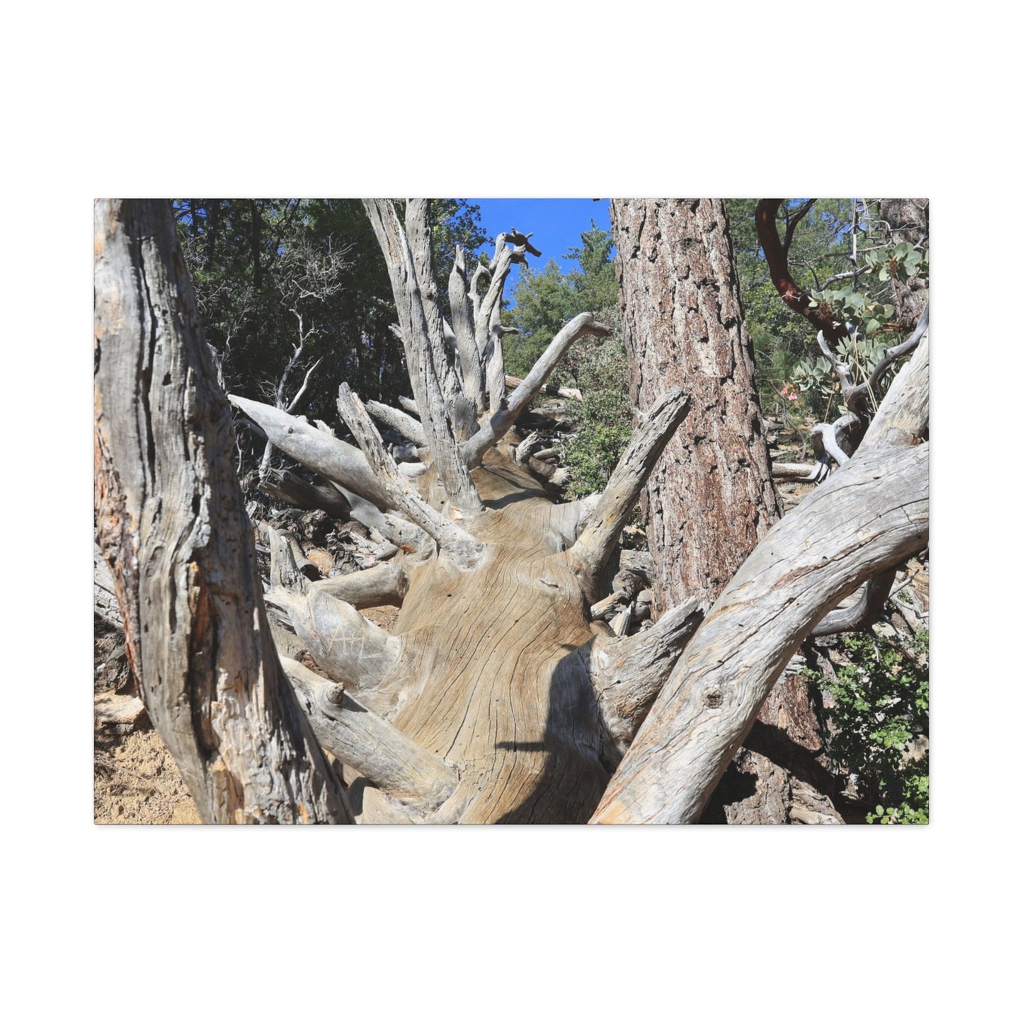 Twisted Roots - Unique Frameless Canvas Wall Art