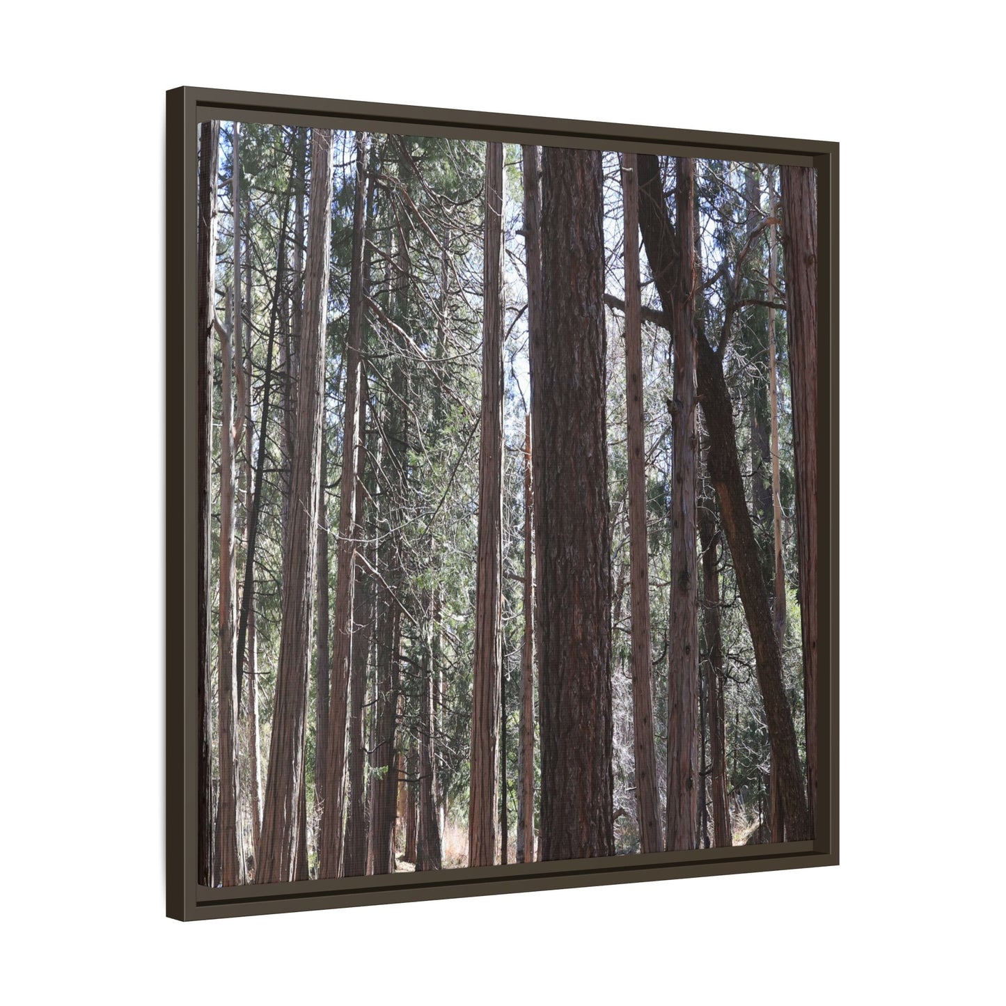 Forest Cathedral - Unique Stretched Canvas Wall Art - Art By Earth