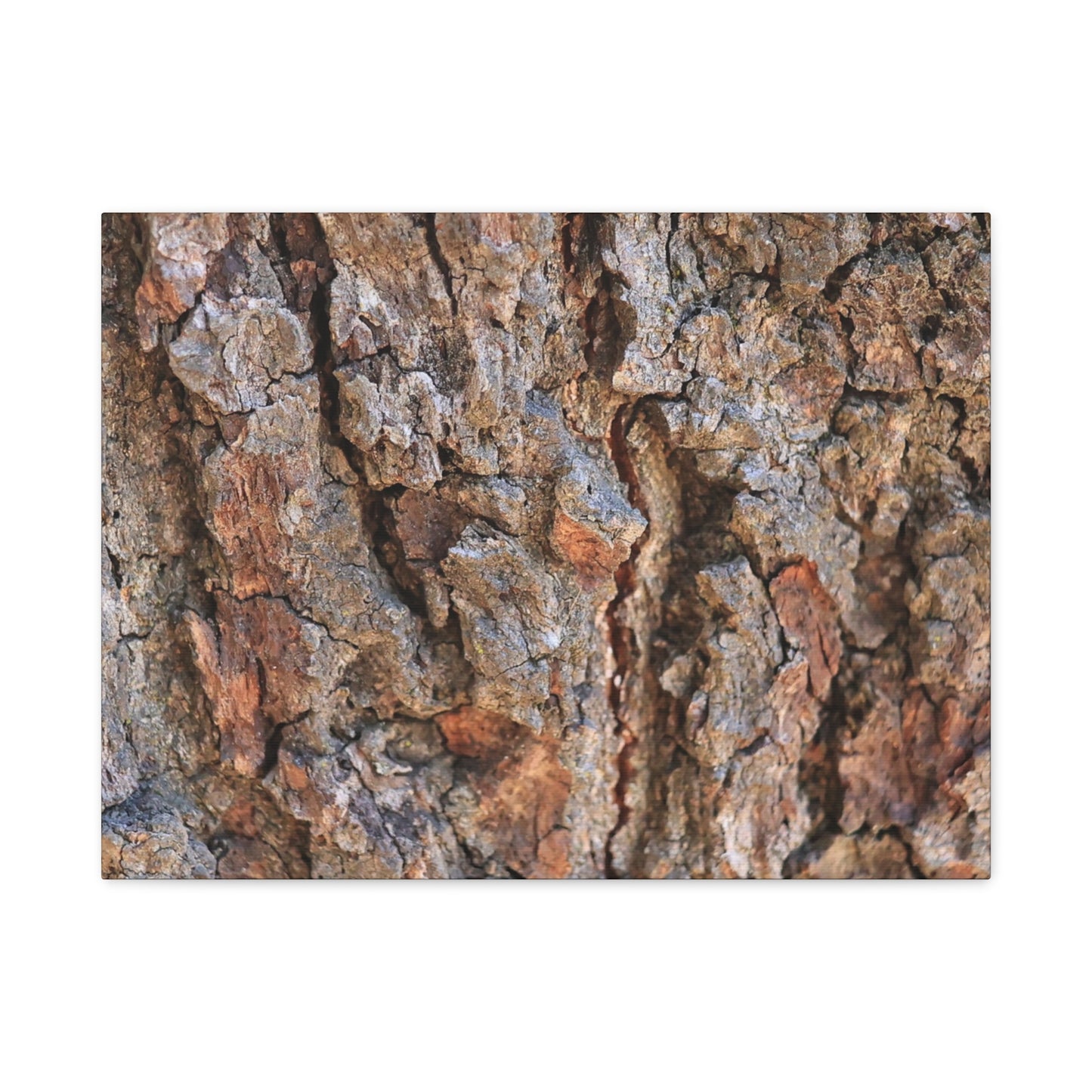 Roots of Time - Unique Frameless Canvas Wall Art - Art By Earth