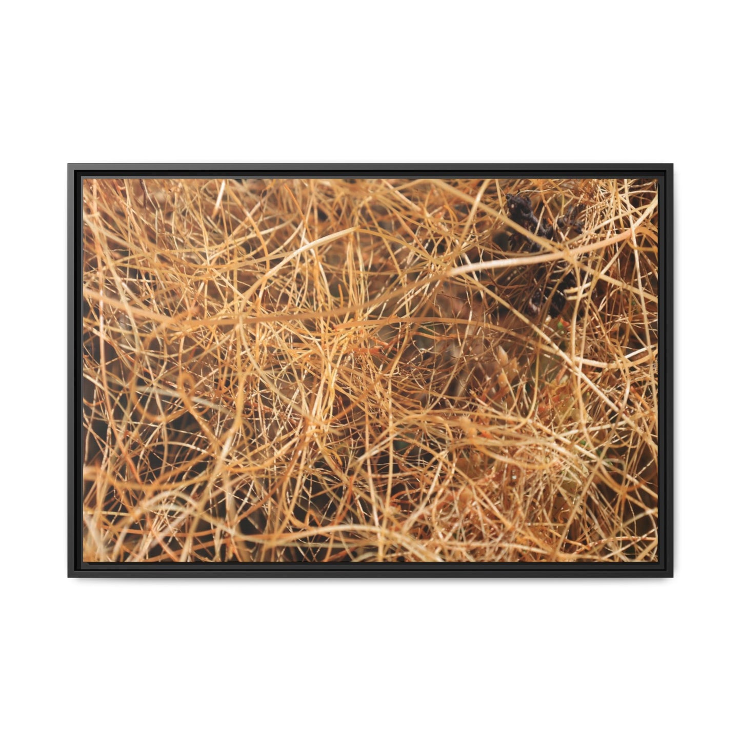 Dried Grass - Unique Stretched Canvas Wall Art - Art By Earth