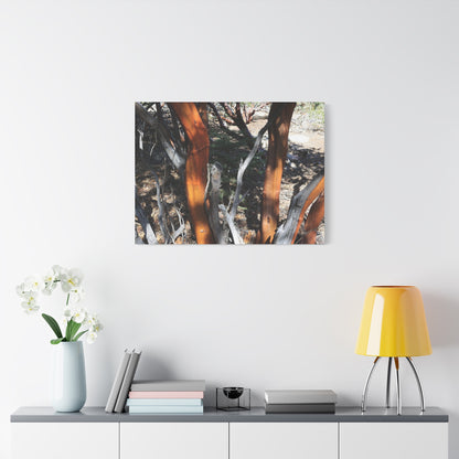 Peeling Bark of Ancient Trees - Unique Frameless Canvas Wall Art