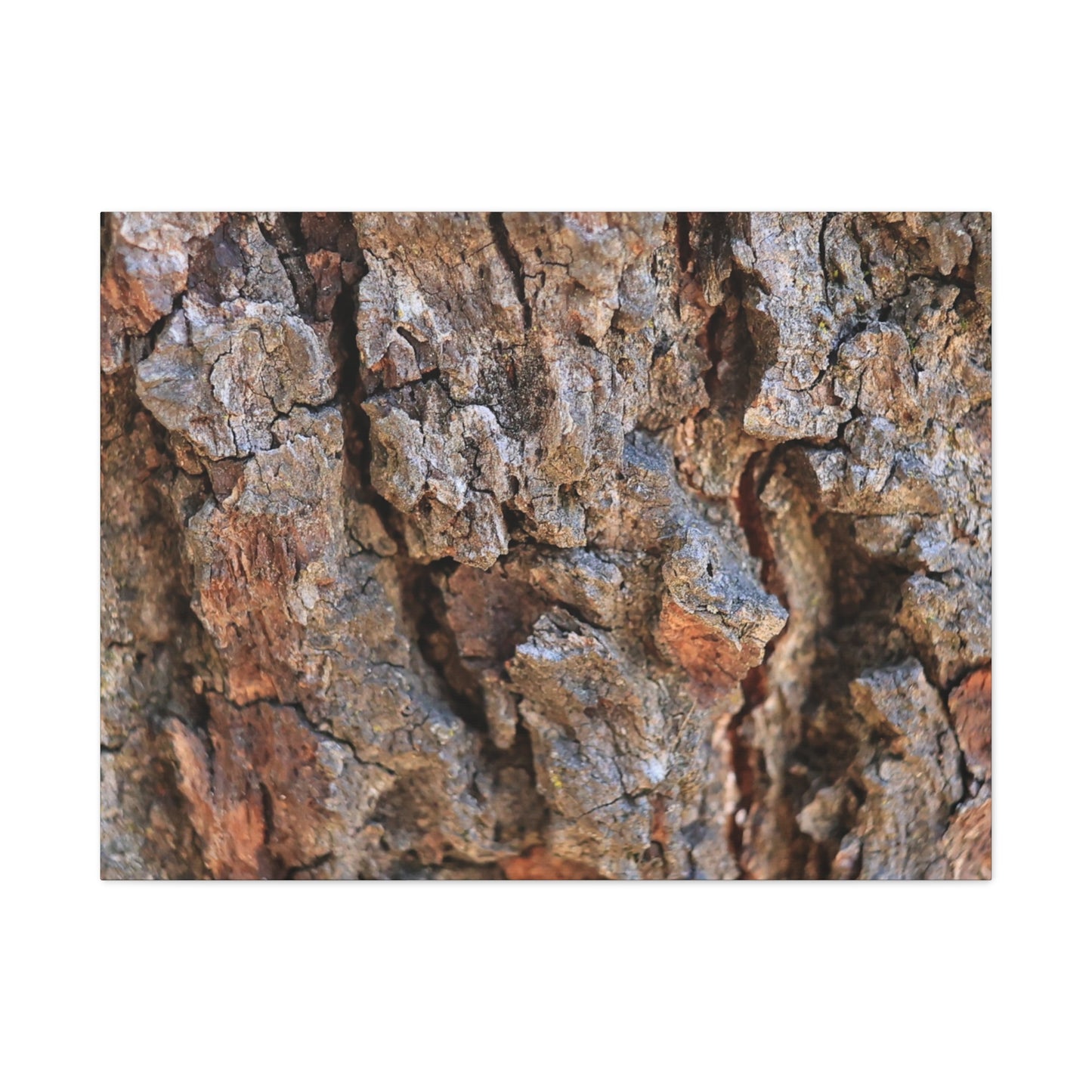 Nature's Skin - Unique Frameless Canvas Wall Art - Art By Earth