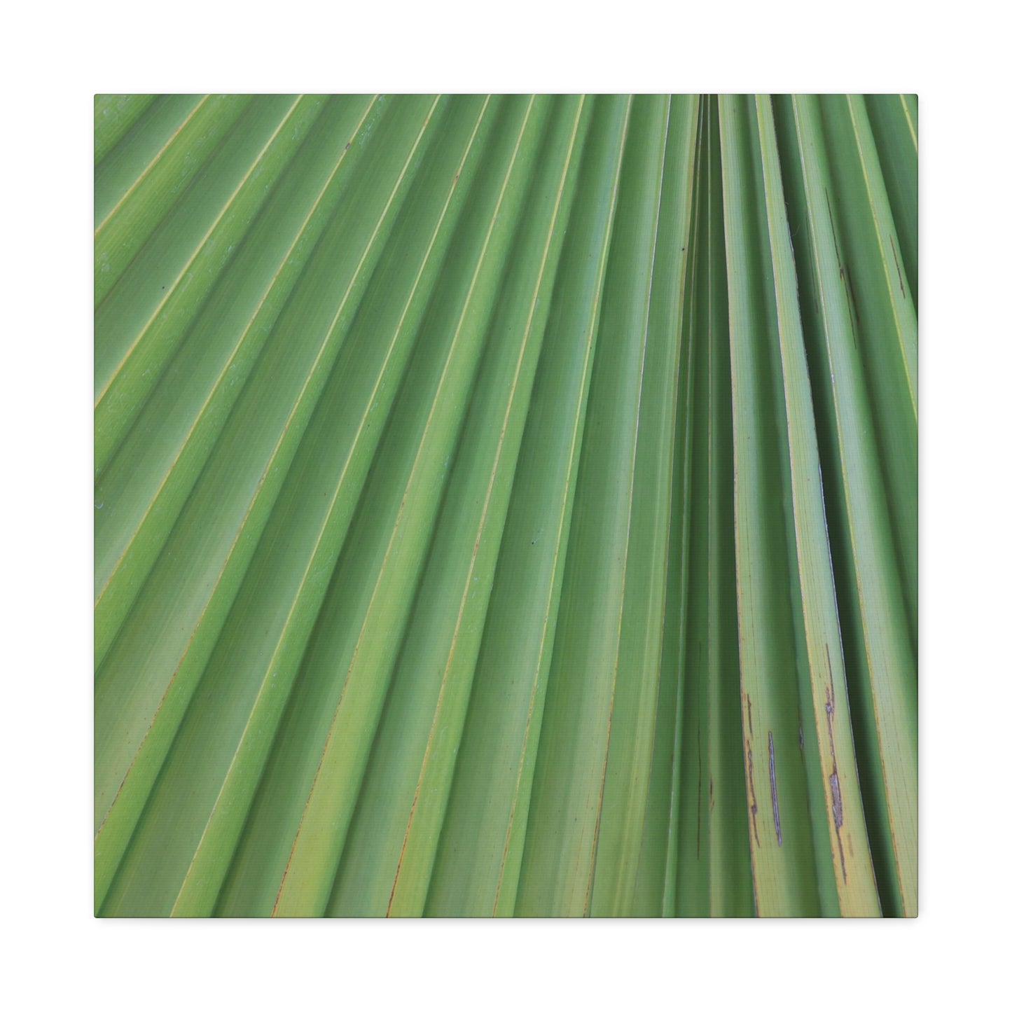 Palm Pulse - Unique Frameless Canvas Wall Art - Art By Earth