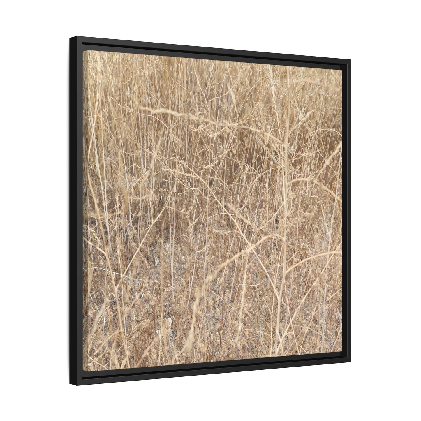 Golden Stalks - Unique Stretched Canvas Wall Art - Art By Earth
