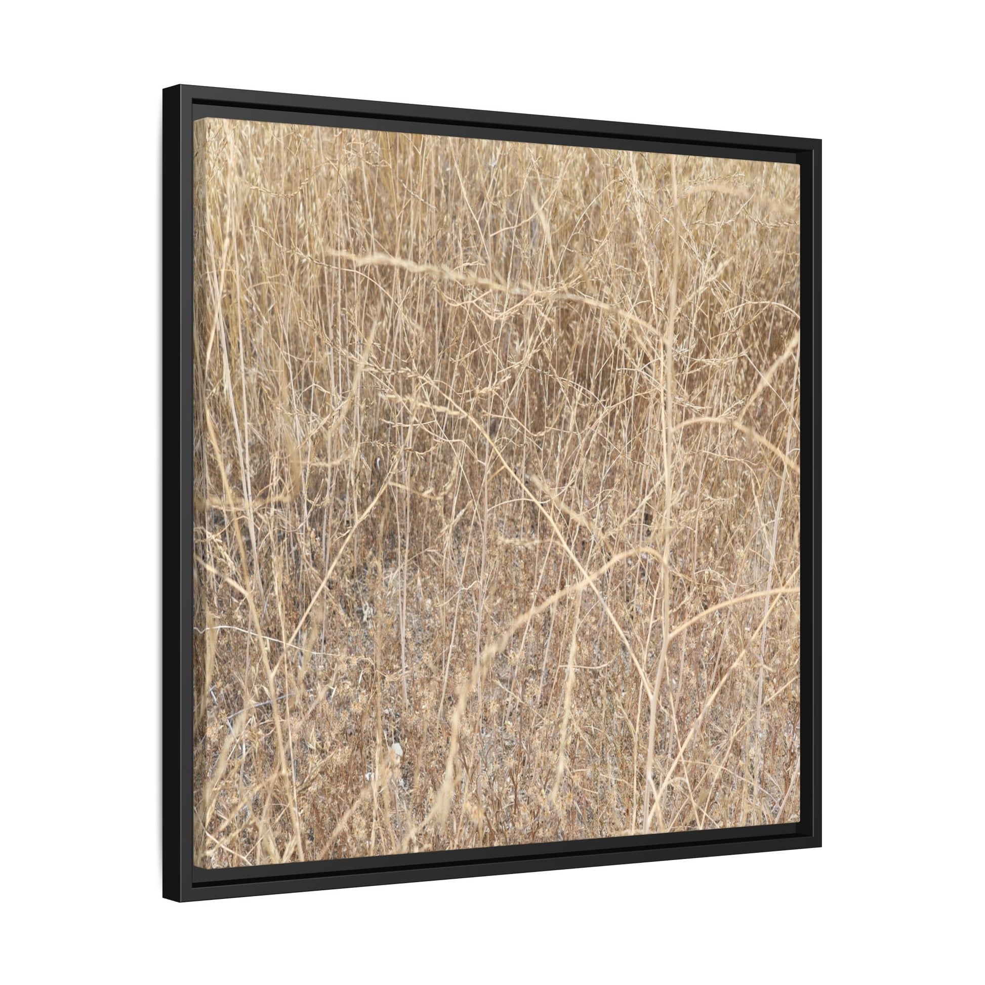 Golden Stalks - Unique Stretched Canvas Wall Art - Art By Earth