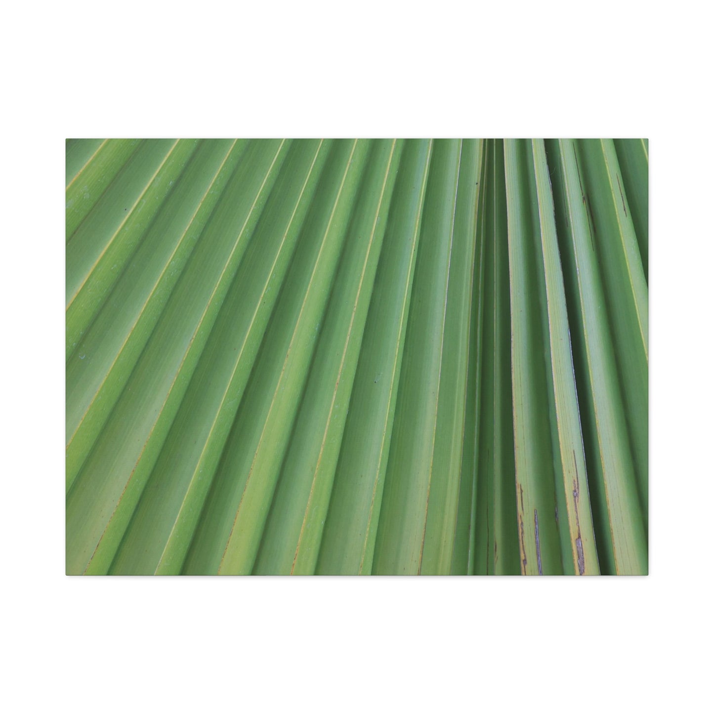 Palm Pulse - Unique Frameless Canvas Wall Art - Art By Earth