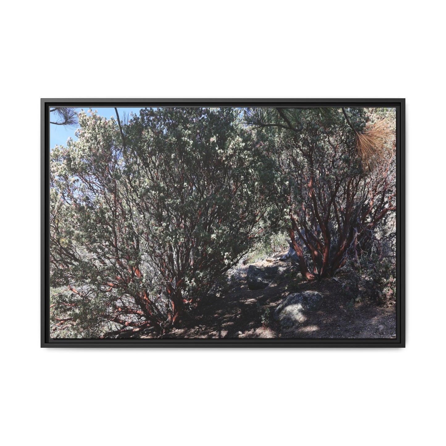 Desert Trail Through Blooming Manzanita - Unique Stretched Canvas Wall Art