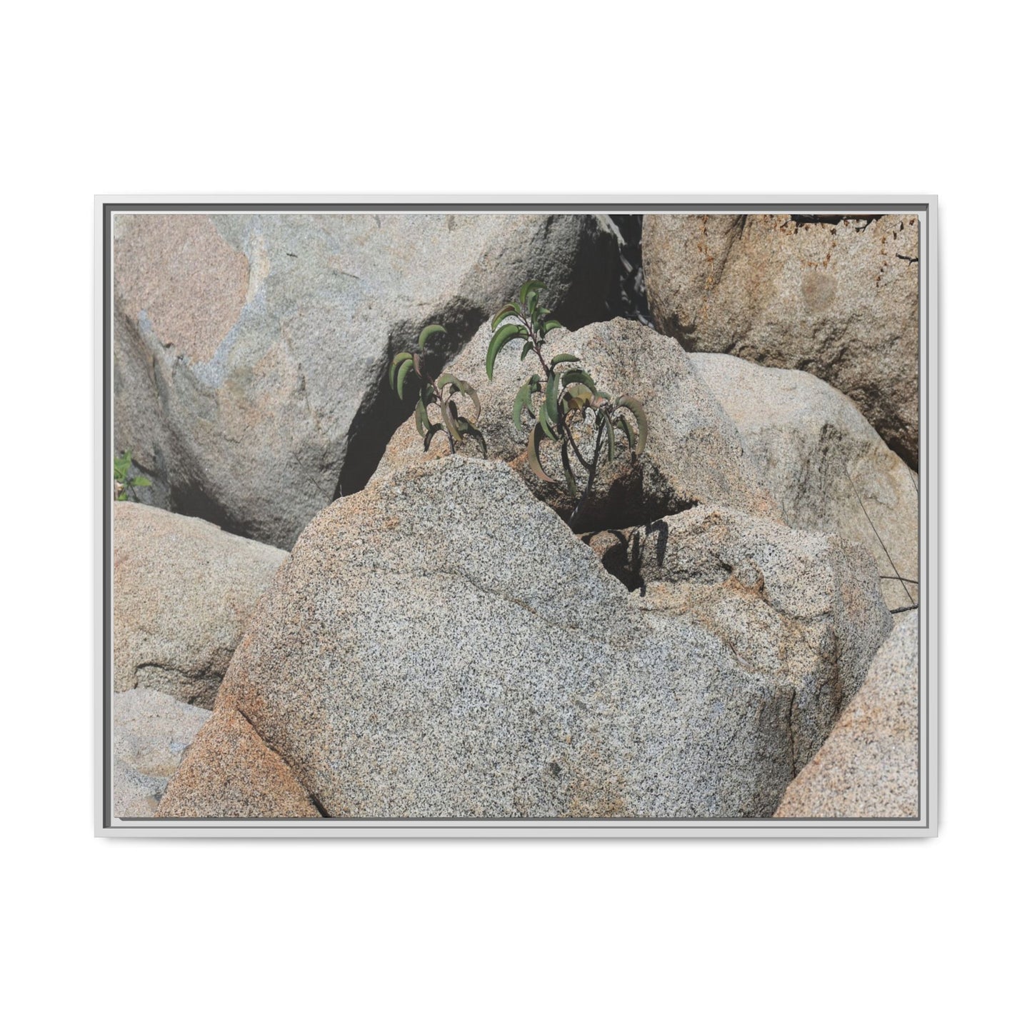 Desert Plant Thriving Among Rocks - Unique Stretched Canvas Wall Art