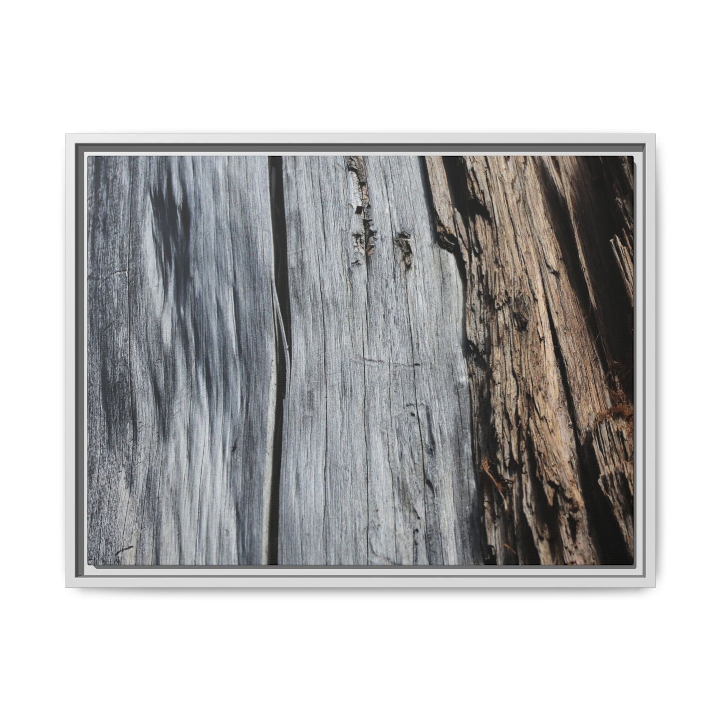Wood's Lament - Unique Stretched Canvas Wall Art - Art By Earth