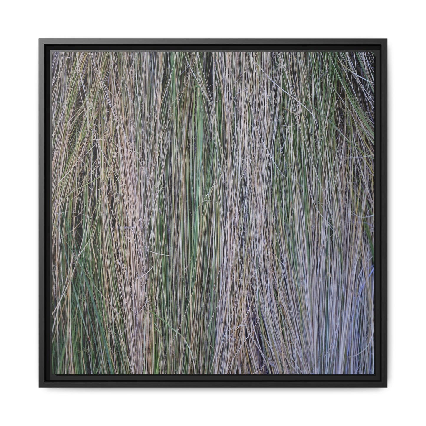 Whispers of Silver Grass - Unique Stretched Canvas Wall Art - Art By Earth
