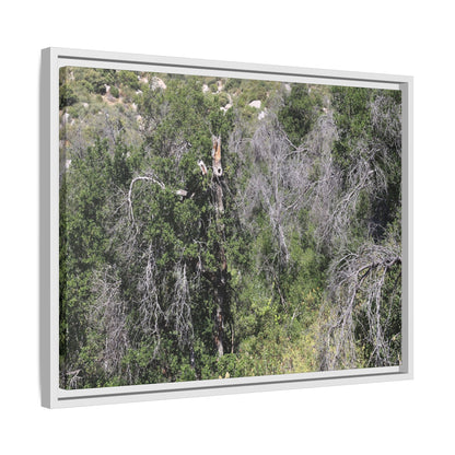 Forest Decline - Unique Stretched Canvas Wall Art