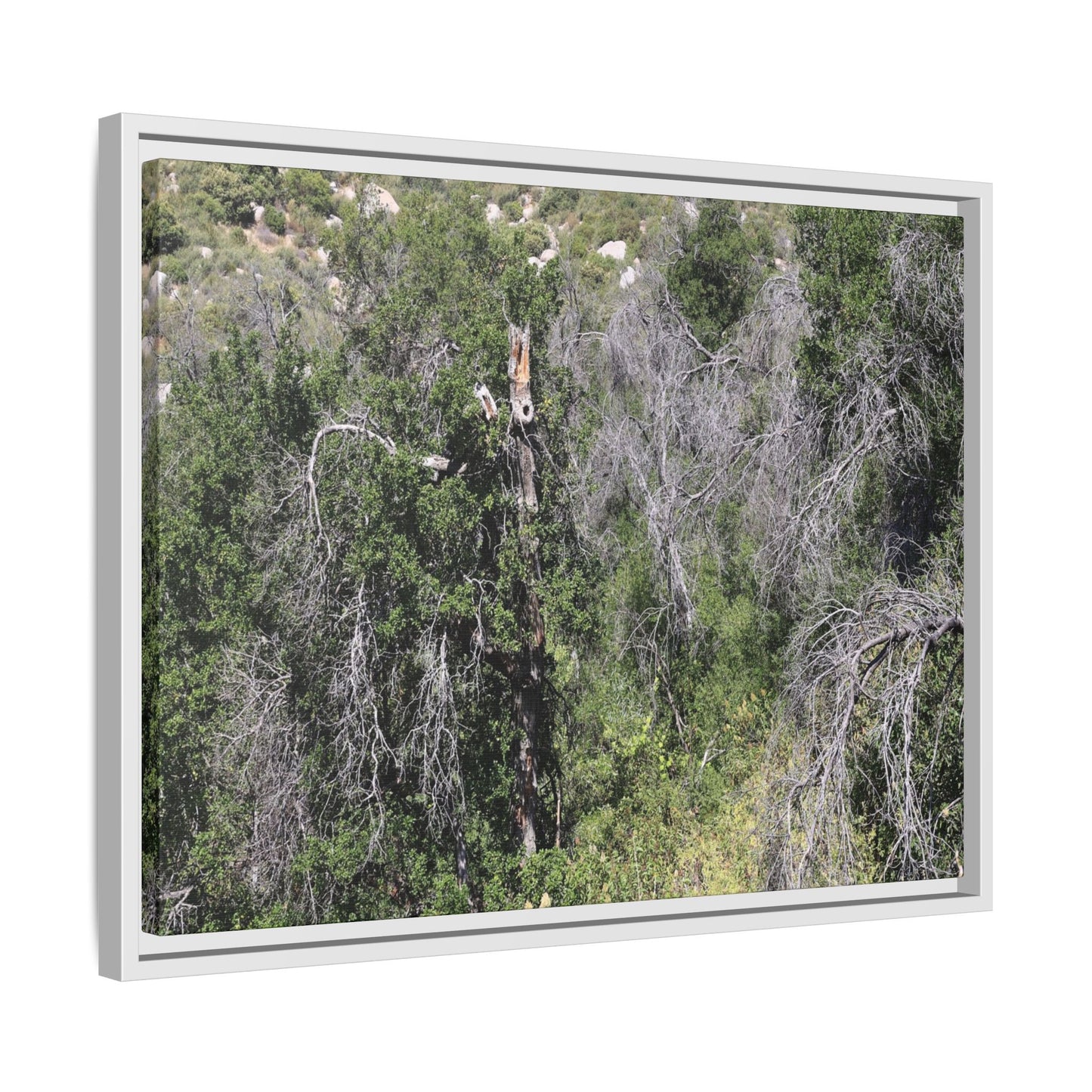 Forest Decline - Unique Stretched Canvas Wall Art