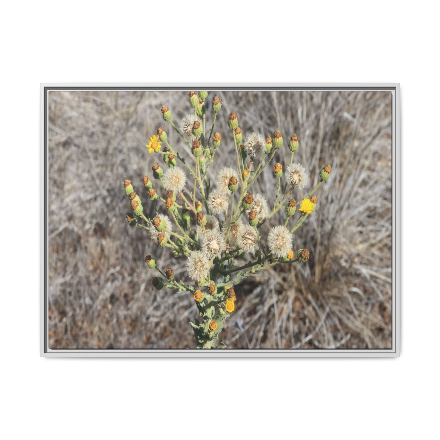 Whispers of the Dry Grass - Unique Stretched Canvas Wall Art - Art By Earth