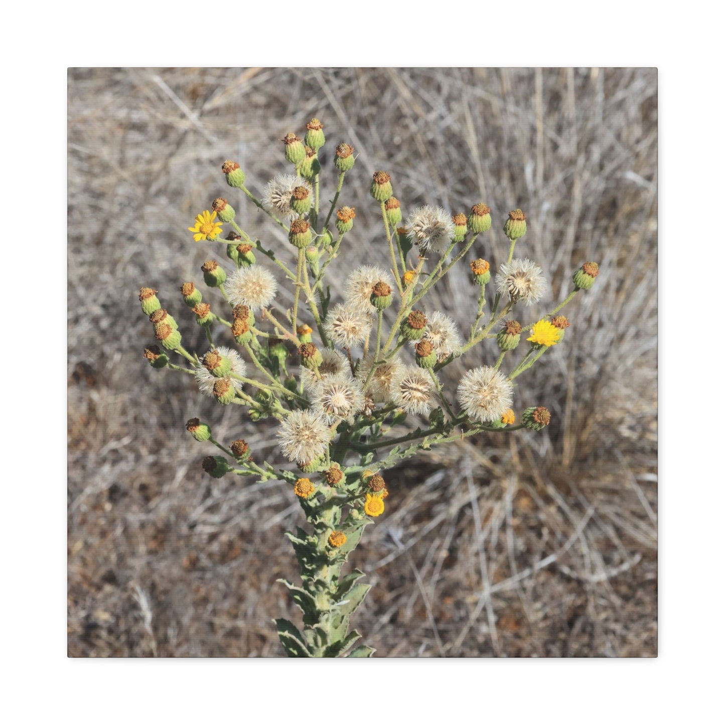 Whispers of the Dry Meadow - Unique Stretched Canvas Wall Art - Art By Earth