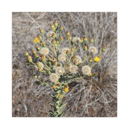 Whispers of the Dry Meadow - Unique Stretched Canvas Wall Art - Art By Earth