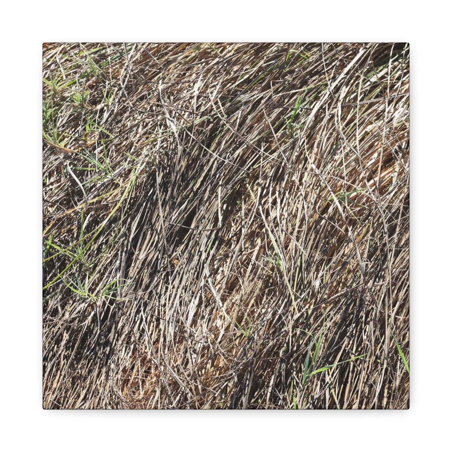 Tangled Wilderness - Unique Stretched Canvas Wall Art - Art By Earth