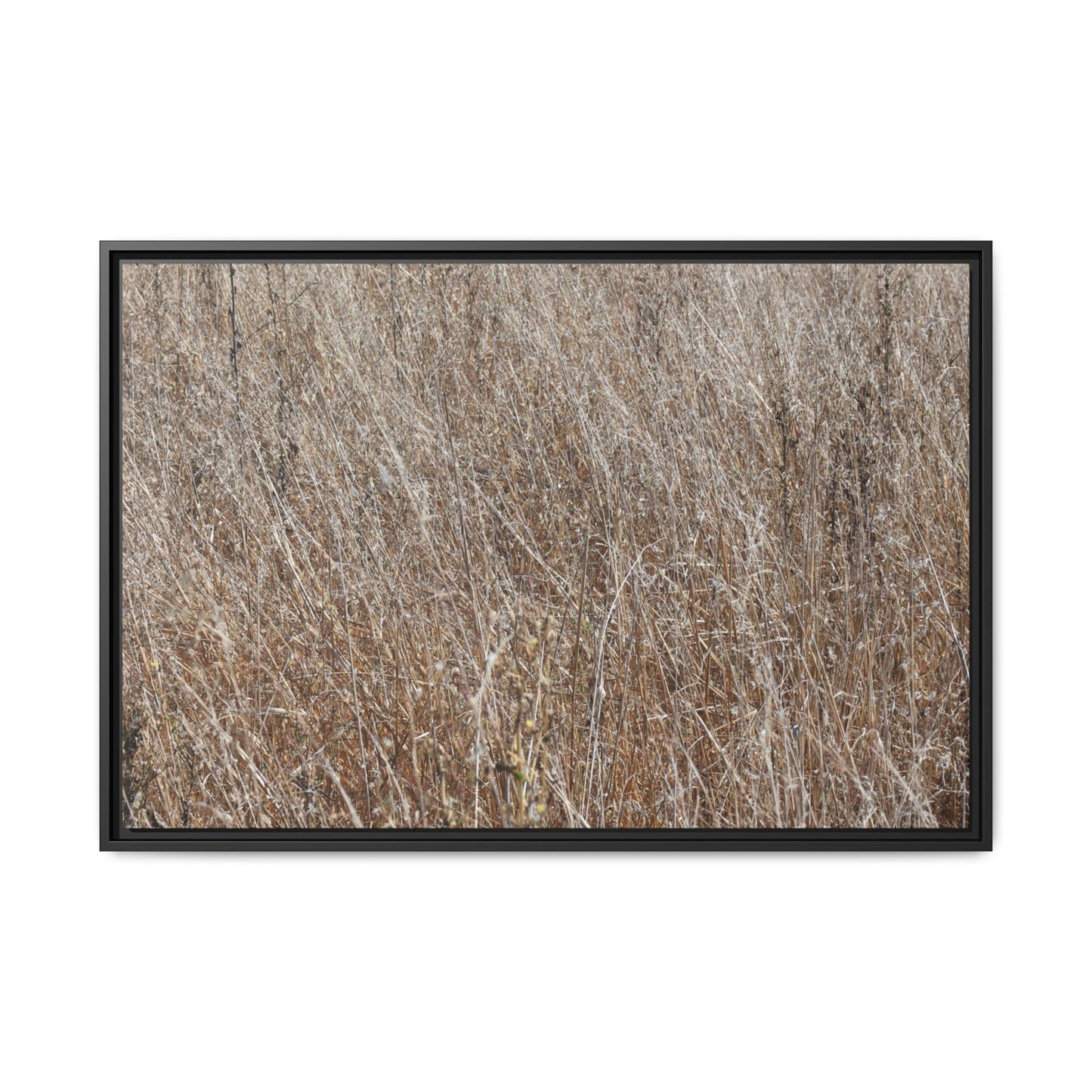 Dry Grass Symphony - Unique Stretched Canvas Wall Art - Art By Earth