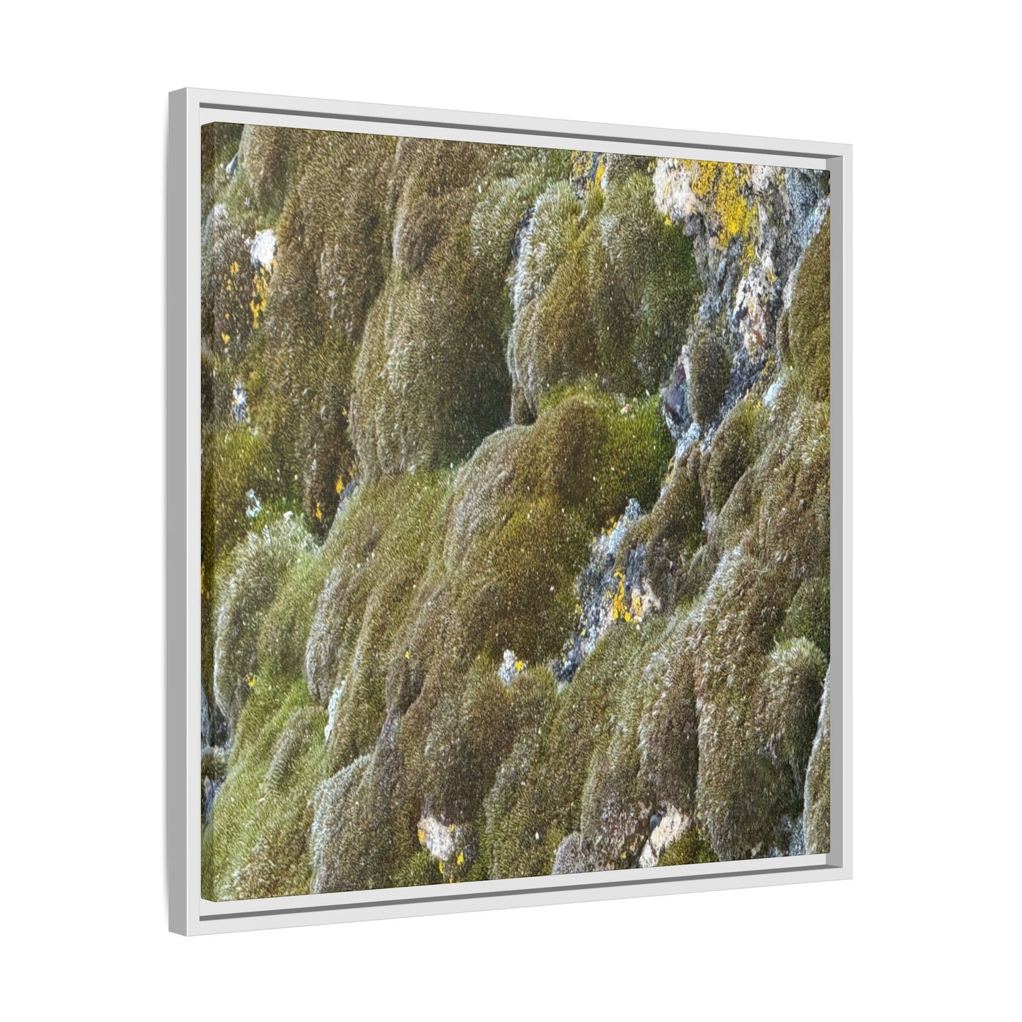 Moss Symphony - Unique Stretched Canvas Wall Art
