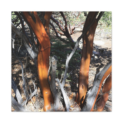 Peeling Bark of Ancient Trees - Unique Frameless Canvas Wall Art