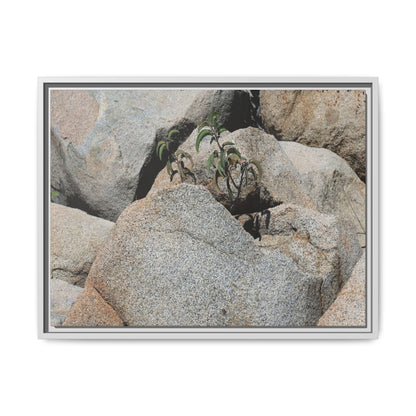 Desert Plant Thriving Among Rocks - Unique Stretched Canvas Wall Art