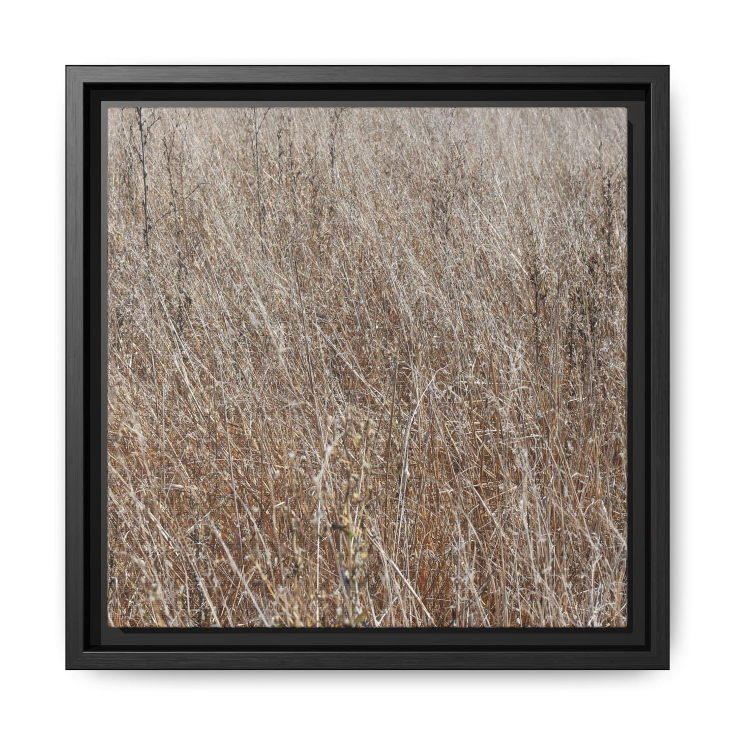 Dry Grass Symphony - Unique Stretched Canvas Wall Art - Art By Earth