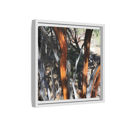 Eucalyptus Grove - Unique Stretched Canvas Wall Art