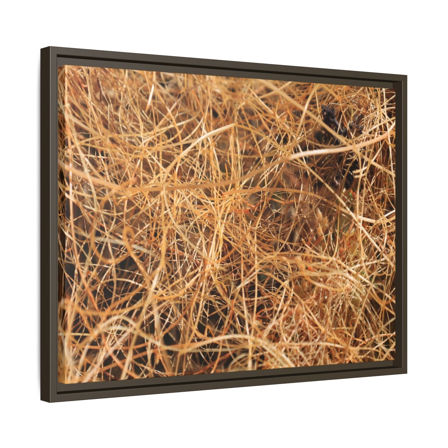 Dried Grass - Unique Stretched Canvas Wall Art - Art By Earth