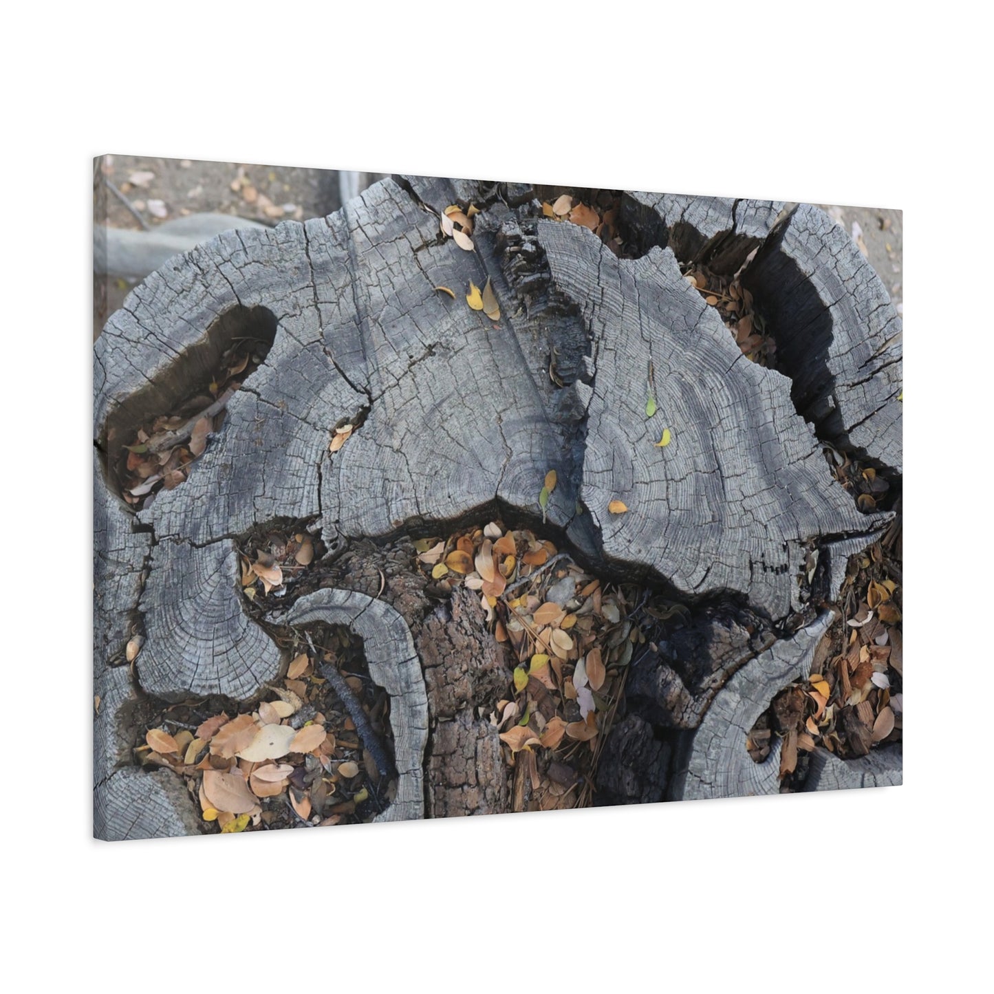 Weathered Woodland Whispers - Unique Frameless Canvas Wall Art - Art By Earth