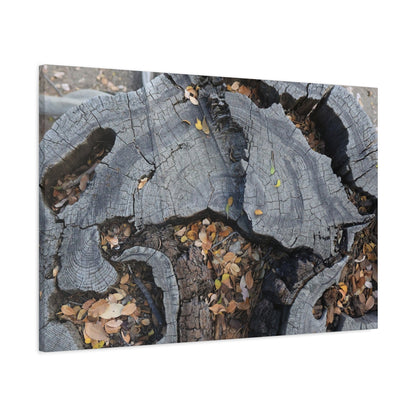 Weathered Woodland Whispers - Unique Frameless Canvas Wall Art - Art By Earth