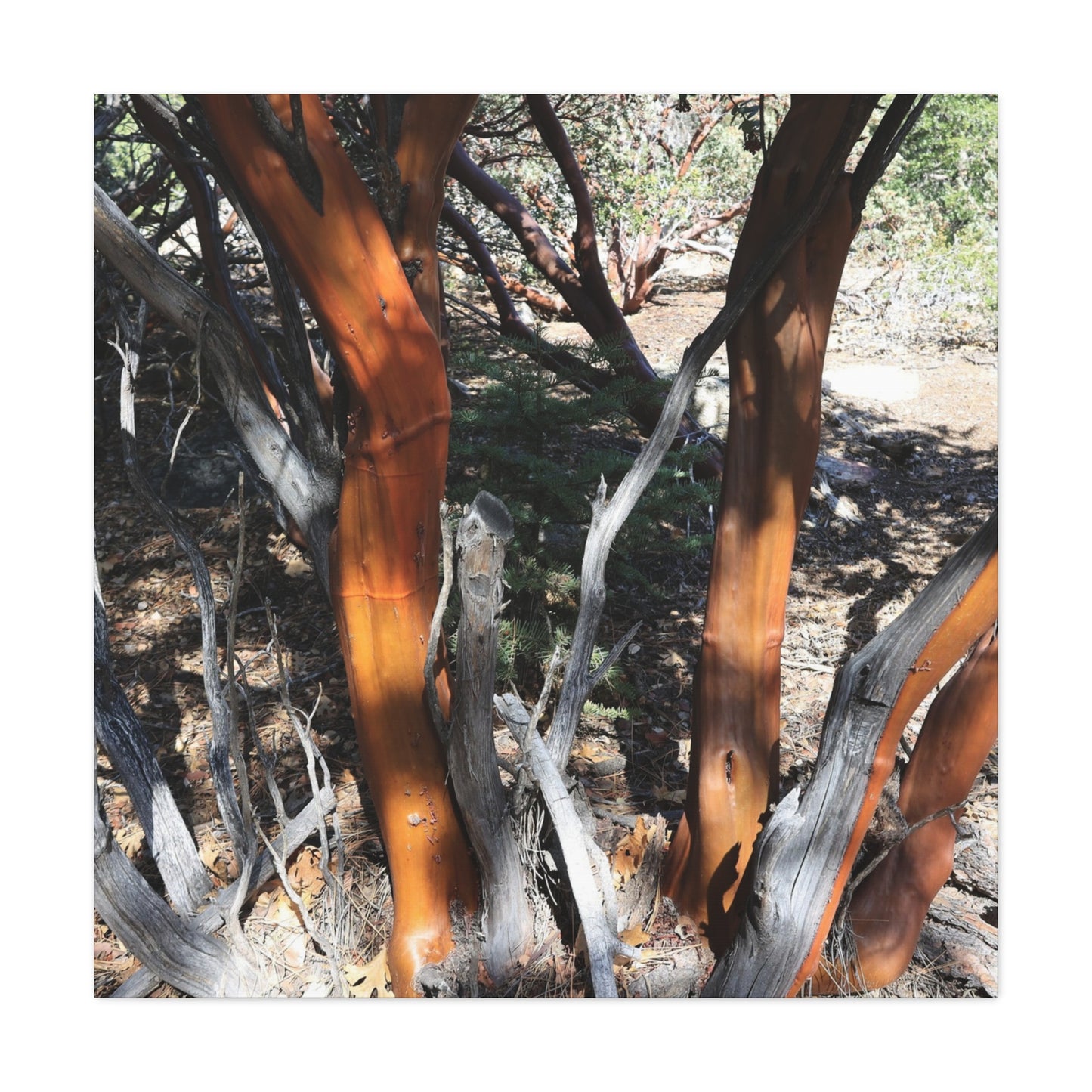 Peeling Bark of Ancient Trees - Unique Frameless Canvas Wall Art