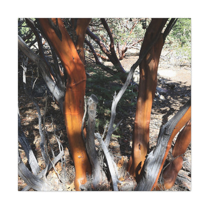 Peeling Bark of Ancient Trees - Unique Frameless Canvas Wall Art