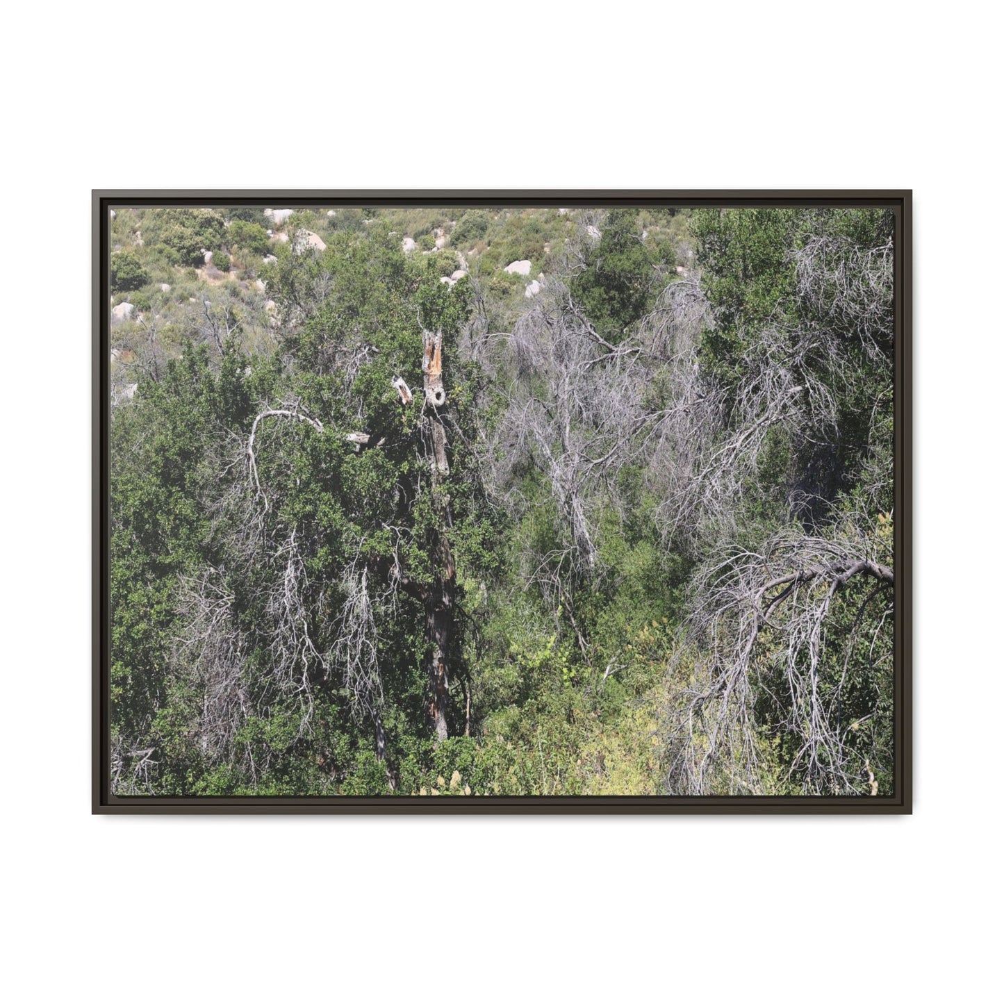 Forest Decline - Unique Stretched Canvas Wall Art