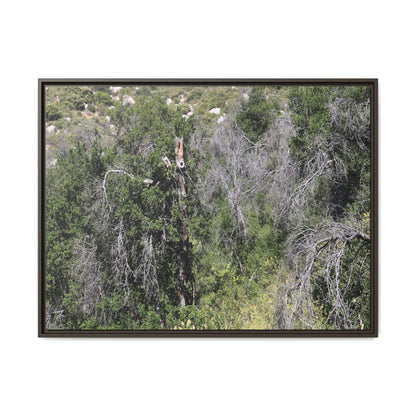 Forest Decline - Unique Stretched Canvas Wall Art