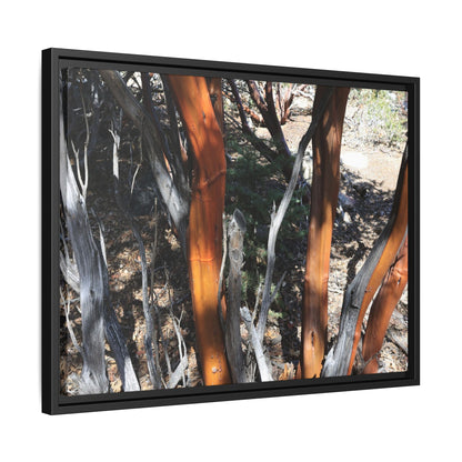Eucalyptus Grove - Unique Stretched Canvas Wall Art