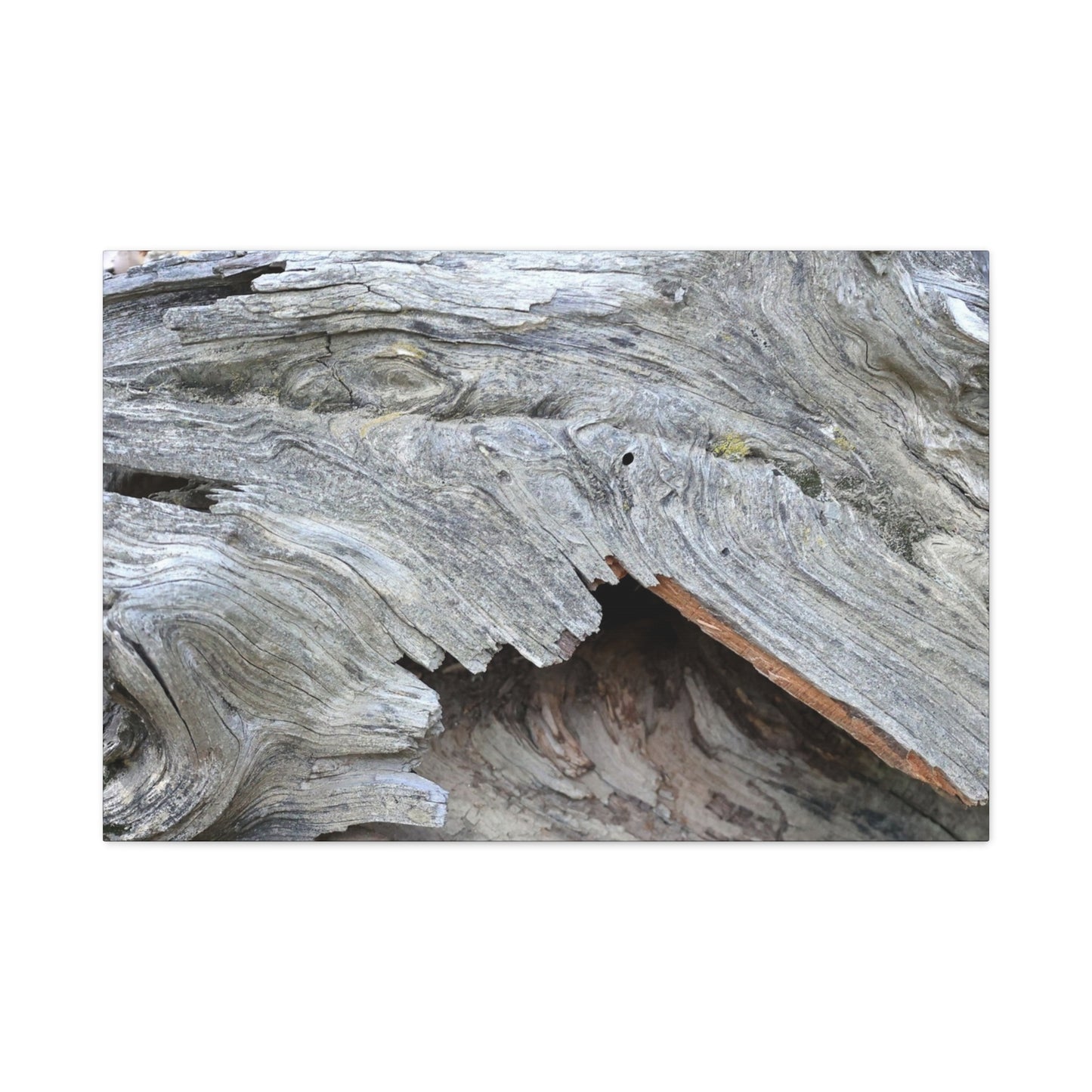 Whispers of Ancient Wood - Unique Frameless Canvas Wall Art - Art By Earth