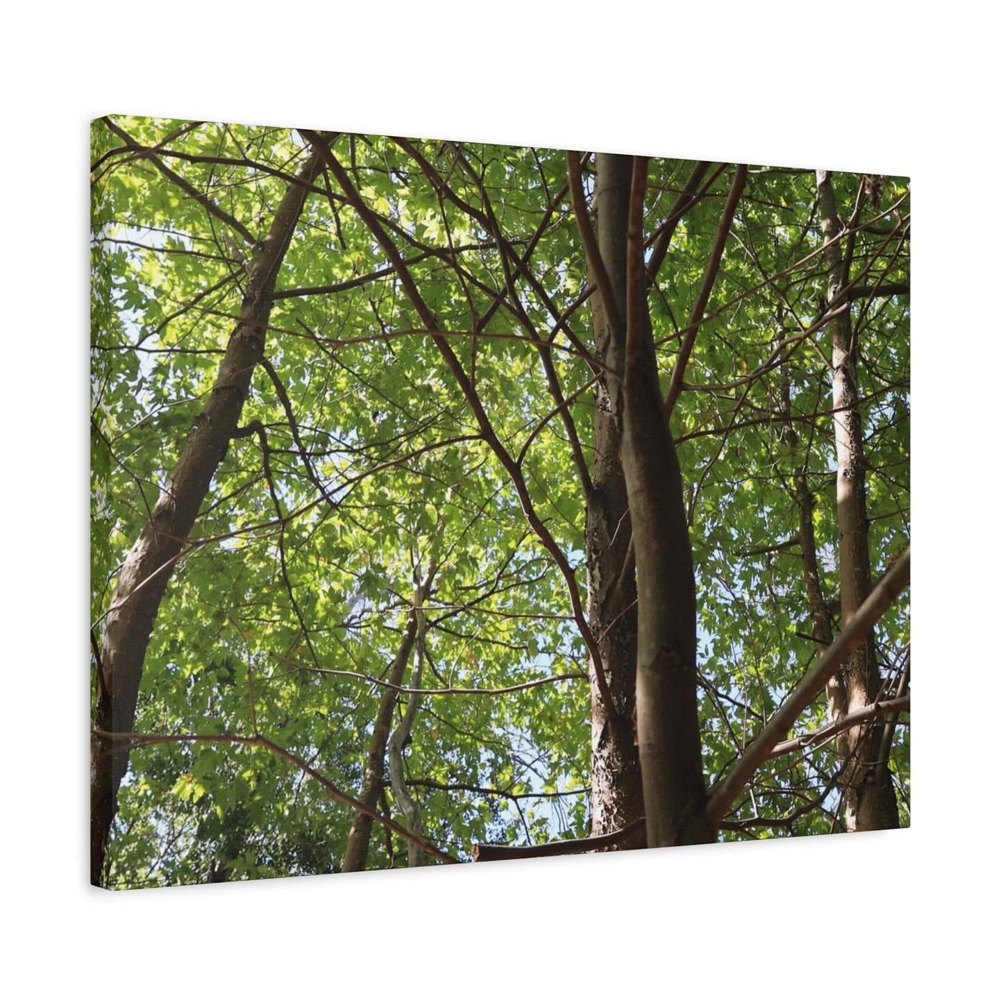 Canopy of Light - Unique Frameless Canvas Wall Art