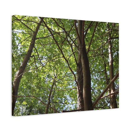 Canopy of Light - Unique Frameless Canvas Wall Art