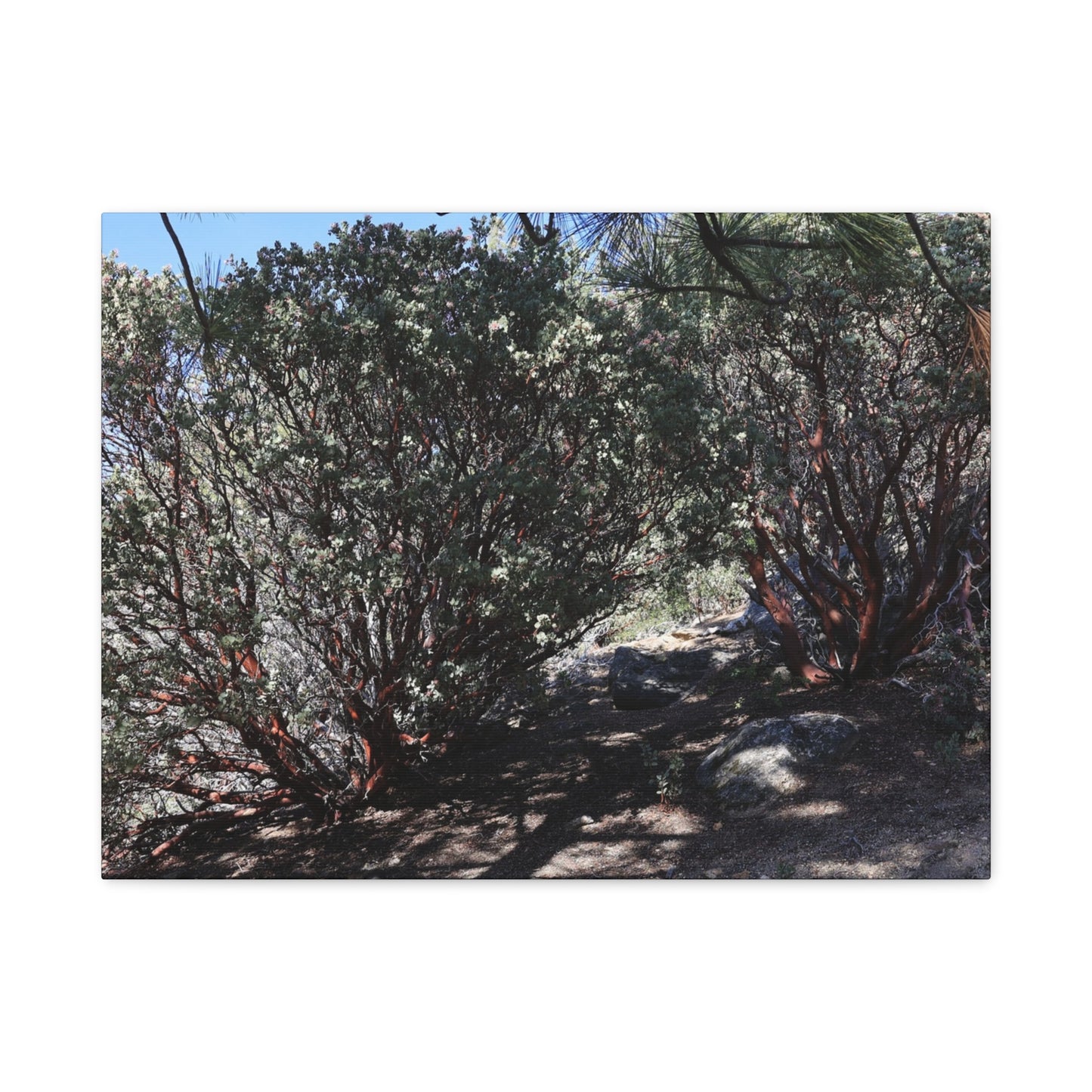 Desert Blooms - Unique Frameless Canvas Wall Art