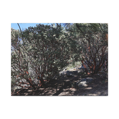 Desert Blooms - Unique Frameless Canvas Wall Art