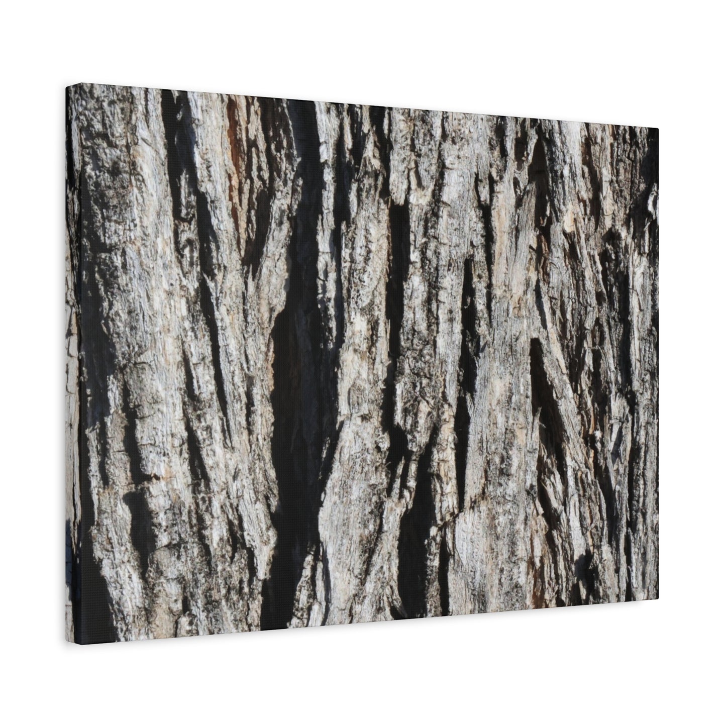 Bark Textures in Monochrome - Unique Frameless Canvas Wall Art - Art By Earth