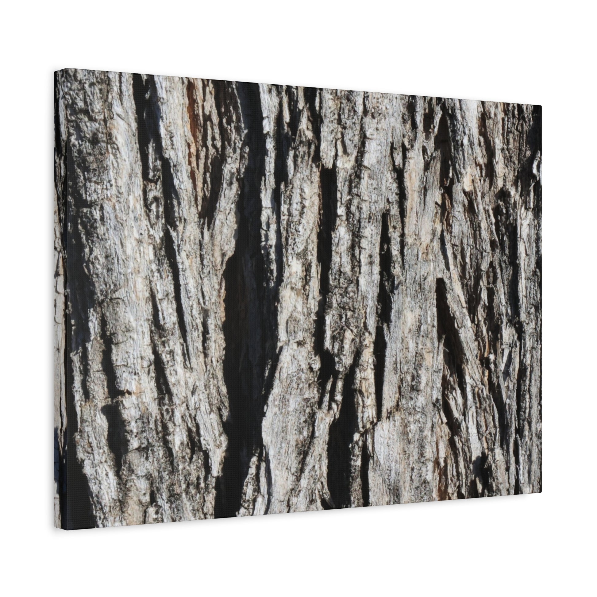 Bark Textures in Monochrome - Unique Frameless Canvas Wall Art - Art By Earth