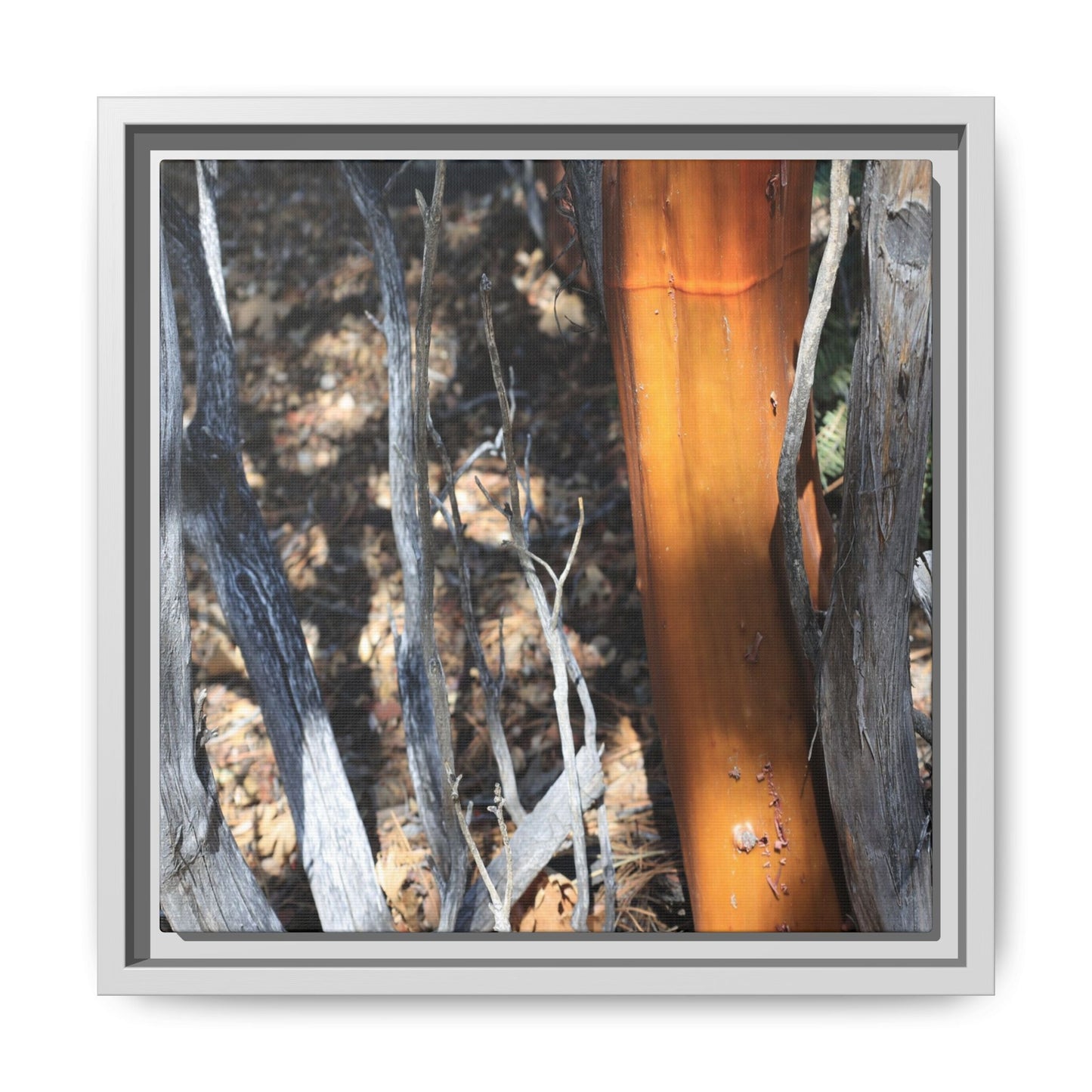 Burnt Trees and Golden Trunk - Unique Stretched Canvas Wall Art