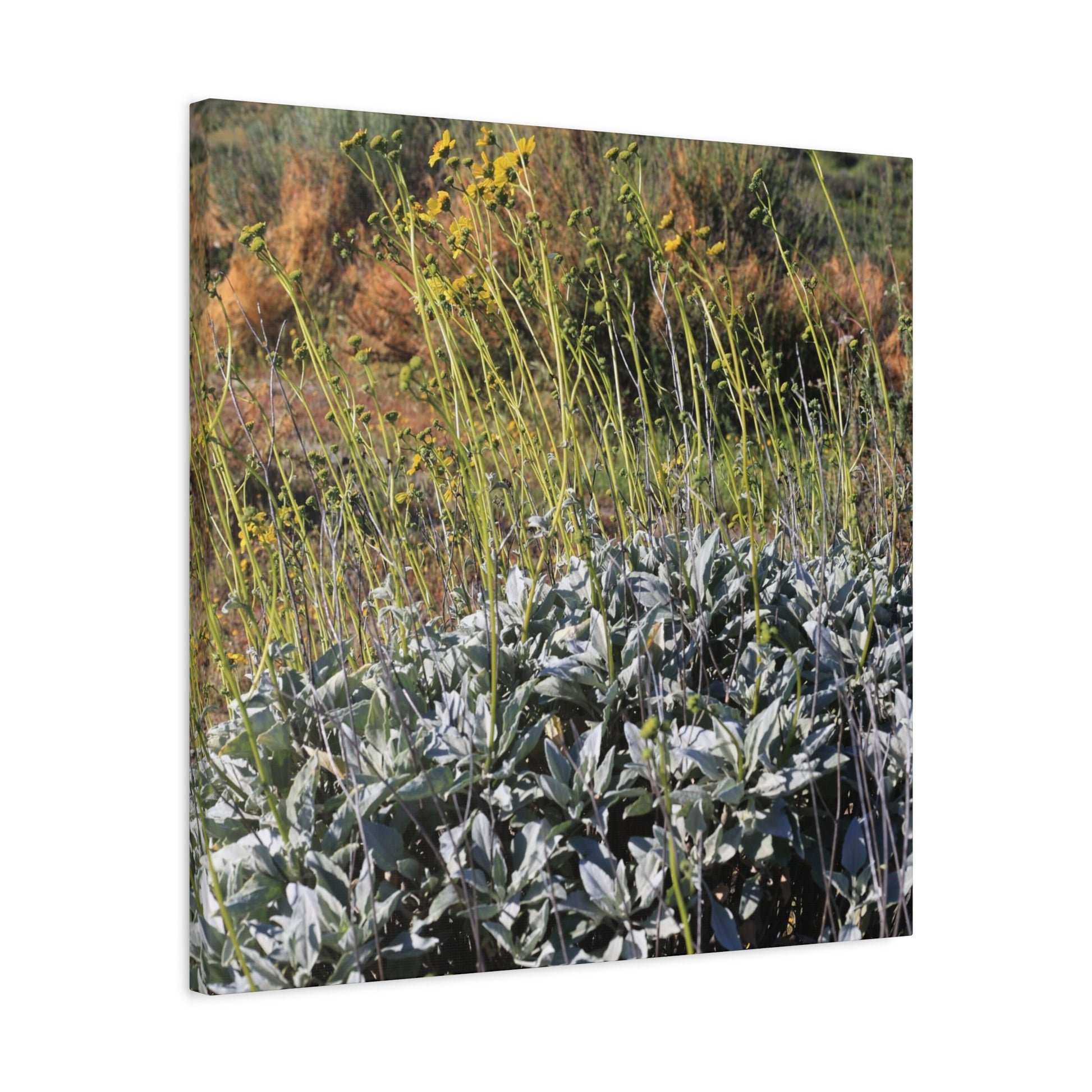 Desert Wildflowers in Bloom - Unique Frameless Canvas Wall Art - Art By Earth