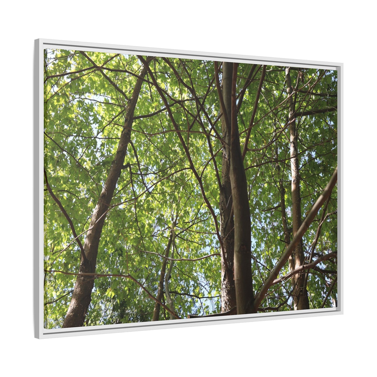 Forest Branches - Unique Stretched Canvas Wall Art