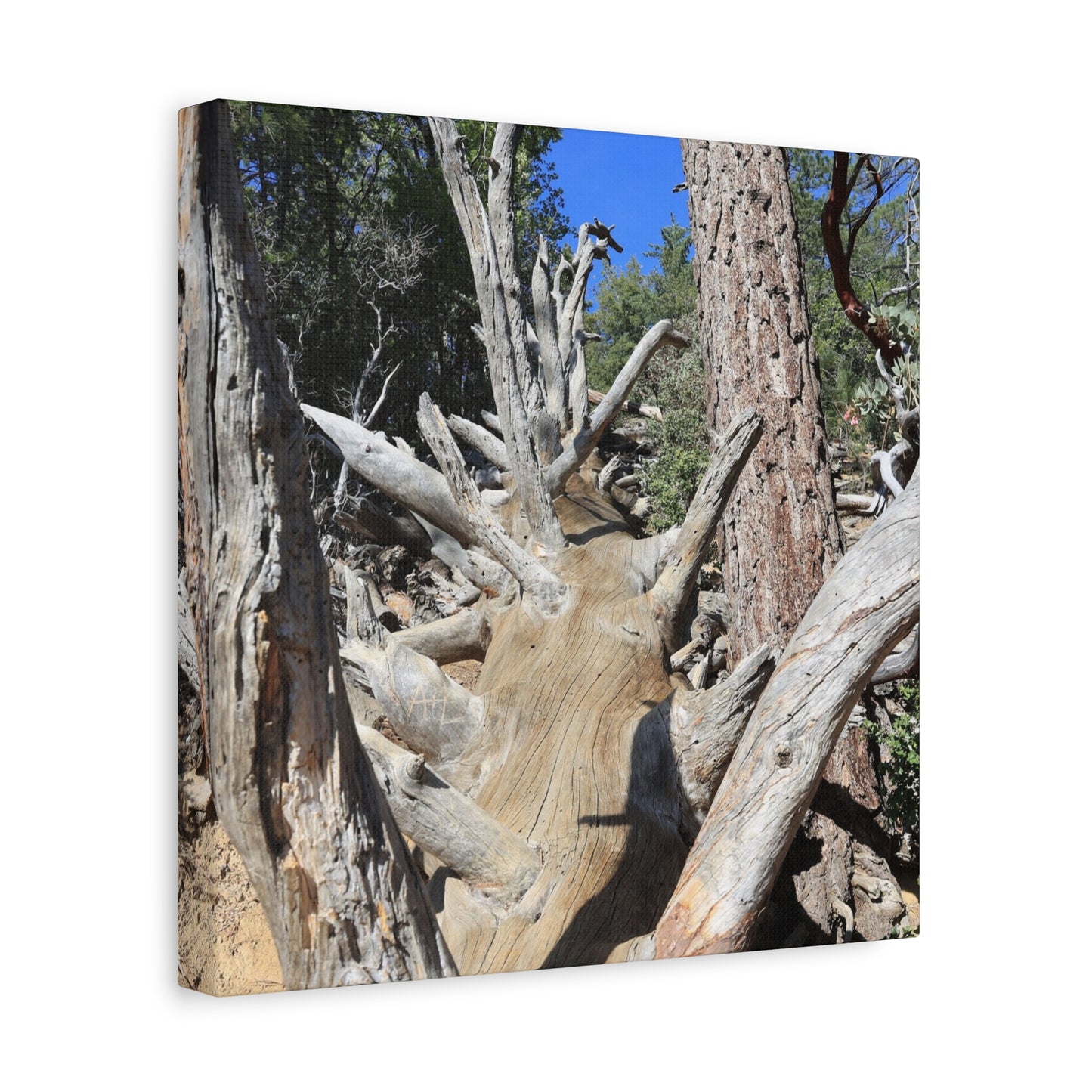 Twisted Roots - Unique Frameless Canvas Wall Art