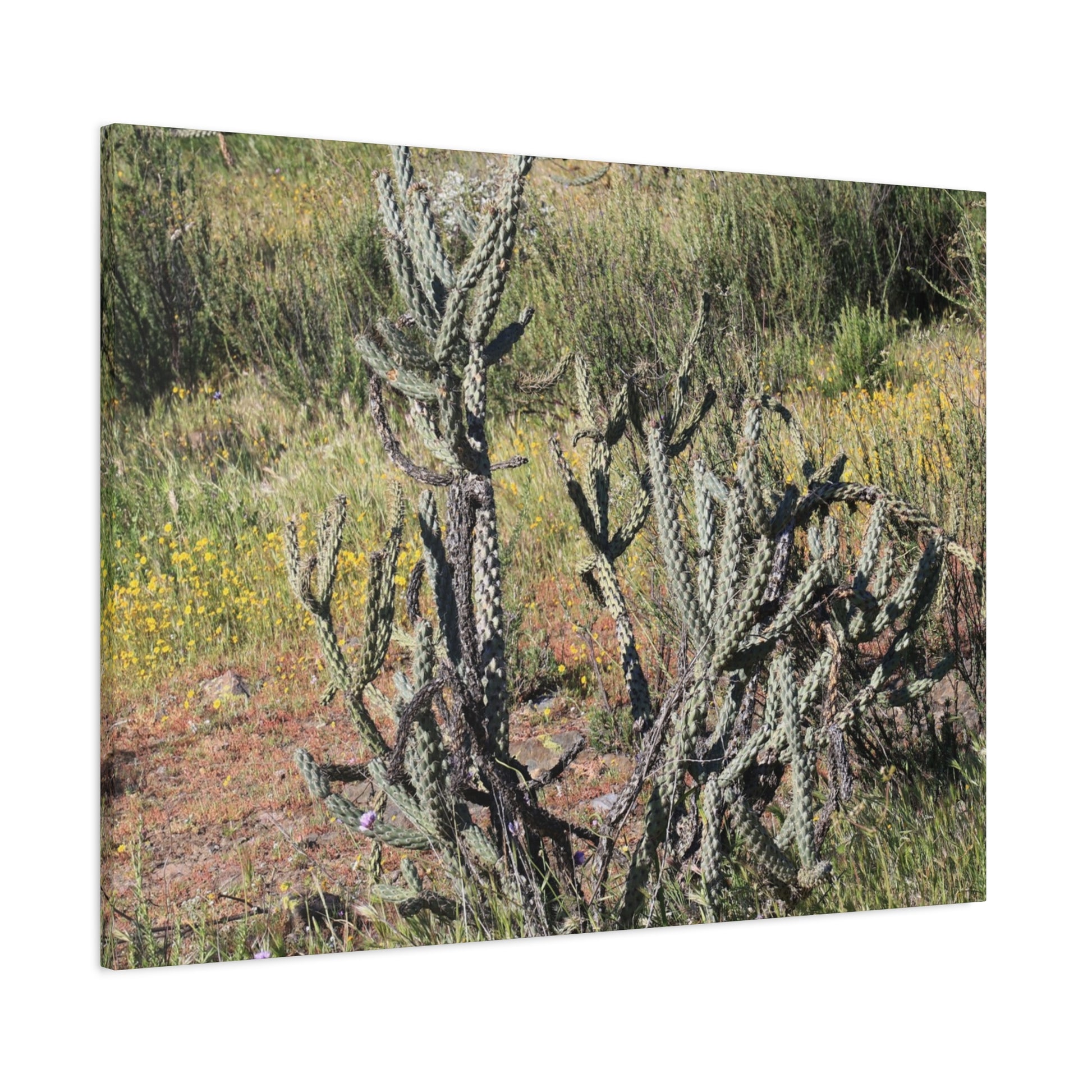 Desert Bloom in Shadow - Unique Frameless Canvas Wall Art - Art By Earth