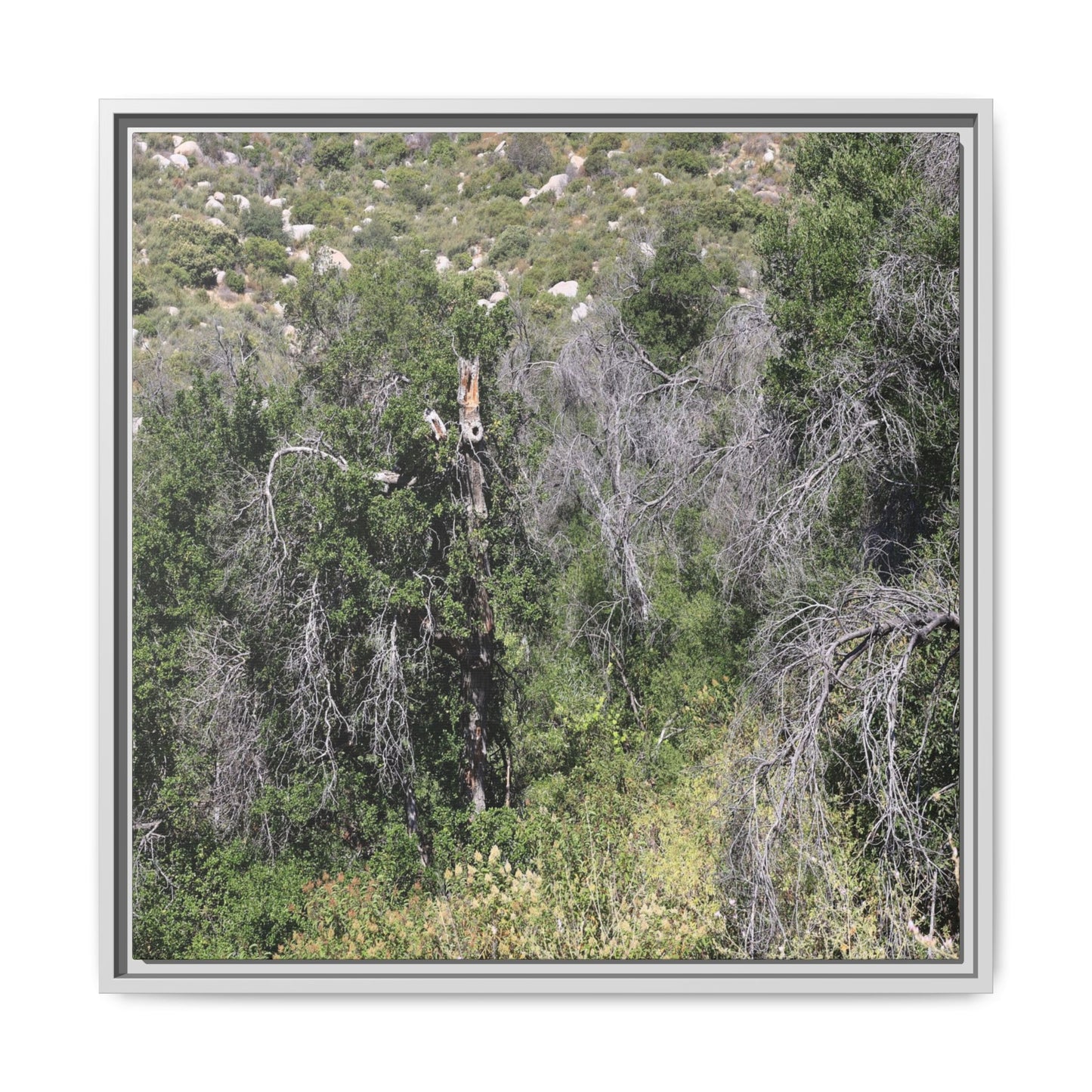 Forest Decline - Unique Stretched Canvas Wall Art