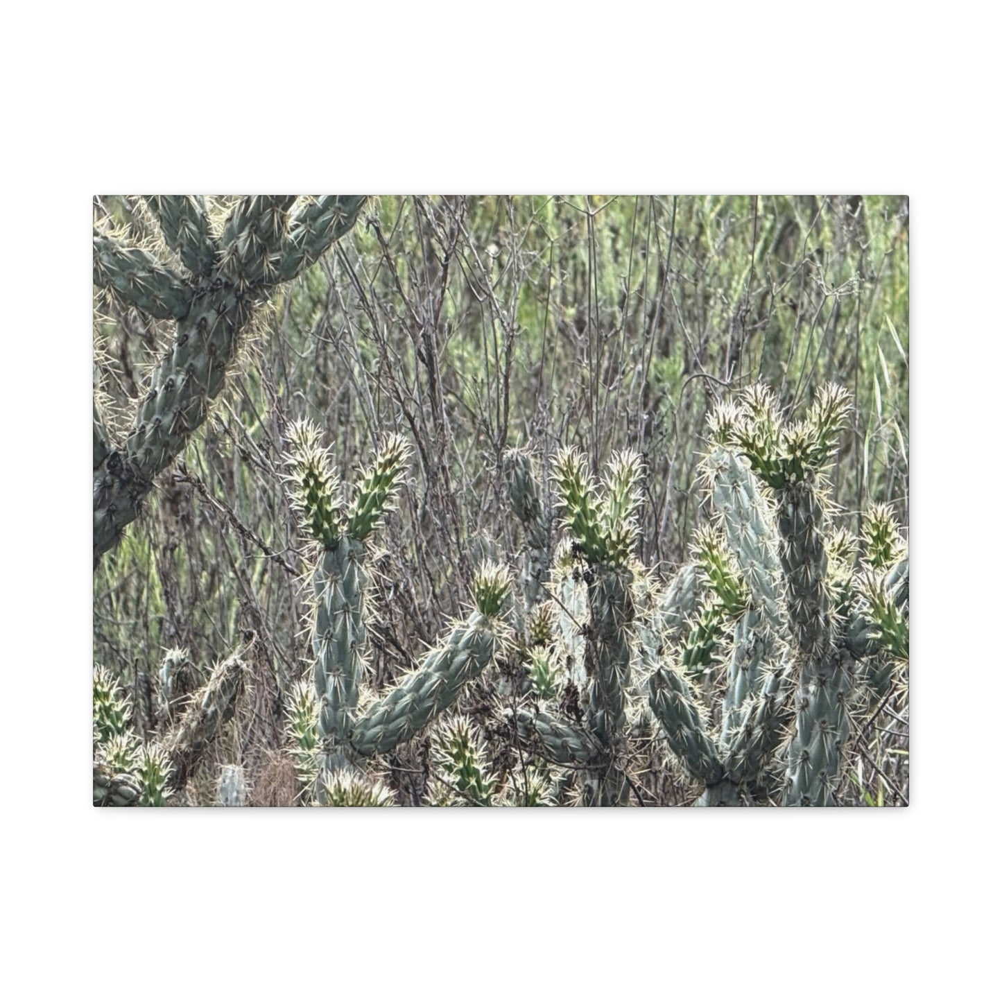 Spiny Sentinels - Unique Frameless Canvas Wall Art - Art By Earth